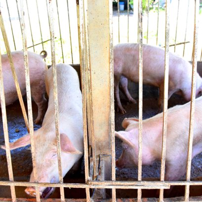 ศูนย์เรียนรู้วัฒนธรรมเกษตรล้านนา [เลี้ยงสุกร]