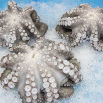 Frozen Giant Octopus