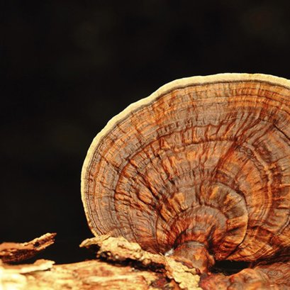 Hotline สายสุขภาพ: เห็ดหลินจือ ตอนที่ 1