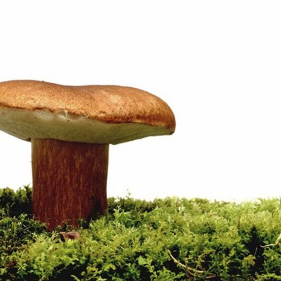 เห็ดหลินจือแดง ตัวช่วยผู้ป่วยมะเร็งร้าย