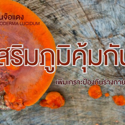 เห็ดหลินจือแดงเสริมภูมิคุ้มกันร่างกาย
