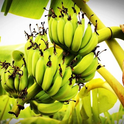 ว่าด้วย!! เรื่องของกล้วย ที่ไม่กล้วยอย่างที่คิด