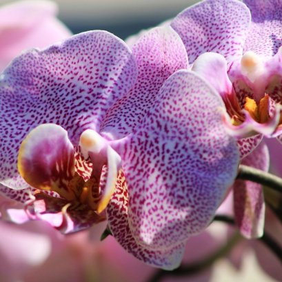 ขั้นตอนการส่งออกดอกกล้วยไม้ไปต่างประเทศ By GRT Cargo