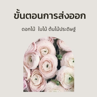 ขั้นตอนการส่งออกดอกไม้