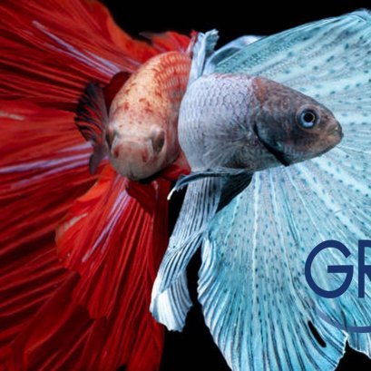 การส่งออกปลาสวยงามที่มีชีวิต