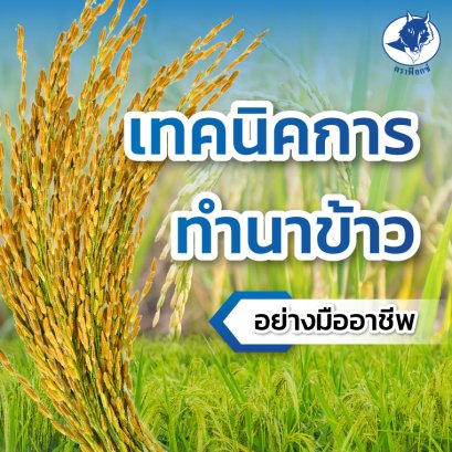 เทคนิคการทำนาข้าวอย่างมืออาชีพ