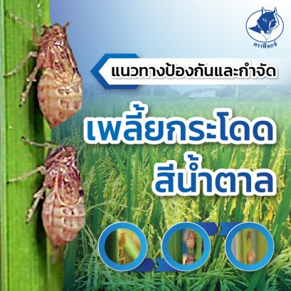 แนวทางป้องกันและกำจัดเพลี้ยกระโดดสีน้ำตาล