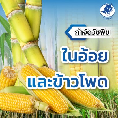 กำจัดวัชพืชในอ้อยและข้าวโพด