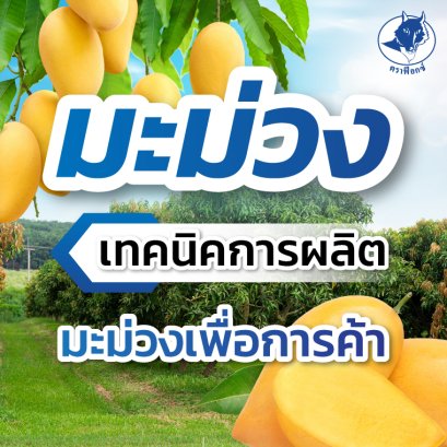 เทคนิคการผลิตมะม่วงเพื่อการค้า