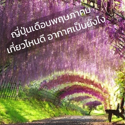 บรรยากาศญี่ปุ่นเดือนพฤษภาคม ท้องฟ้าแจ่มใส ดอกไม้บานสะพรั่ง