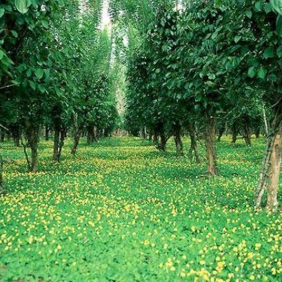 5  ประโยชน์ที่ต้องรู้ ! ในการปลูกถั่วบราซิลคลุมสวนผลไม้ 