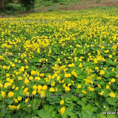 5 สิ่งที่ควรรู้เกี่ยวกับถั่วบราซิล!