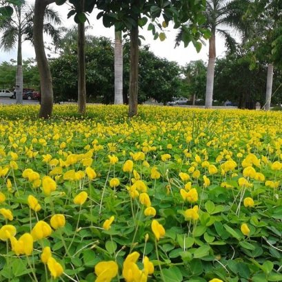 ทำความรู้จักถั่วบราซิล