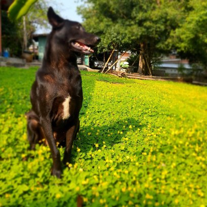 ปลูกถั่วบราซิล เรียกมดหรือแมลงมาจริงหรือไม่ ?