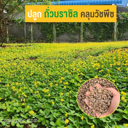 5 ข้อดีของการปลูกถั่วบราซิลด้วยเมล็ด!