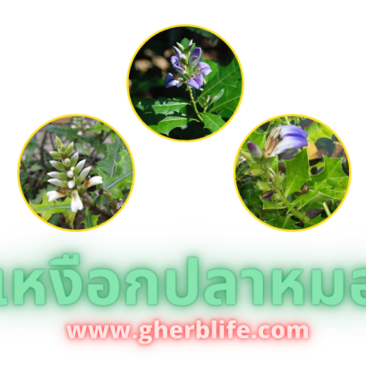 ตัวยาสมุนไพร เหงือกปลาหมอ