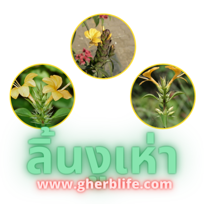 ตัวยาสมุนไพร ลิ้นงูเห่า