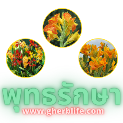 ตัวยาสมุนไพร พุทธรักษา