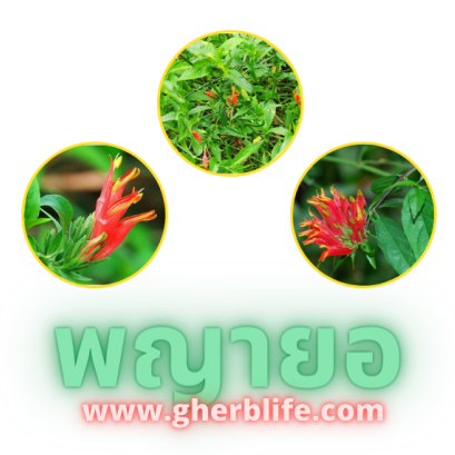 ตัวยาสมุนไพร พญายอ