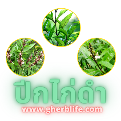 ตัวยาสมุนไพร ปีกไก่ดำ