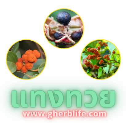 ตัวยาสมุนไพร แทงทวย