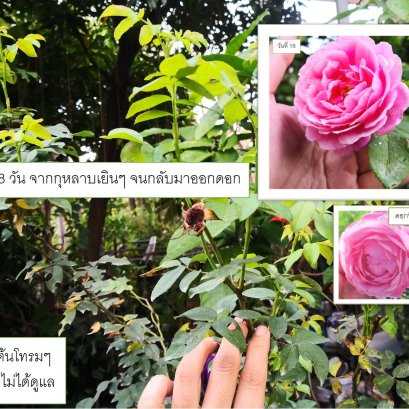 ตารางสำหรับกุหลาบ