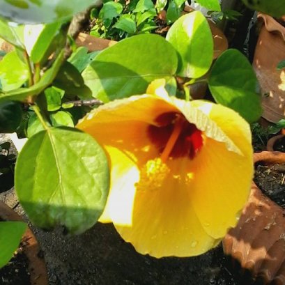  white glitter และ ฮิวมัส black glitter