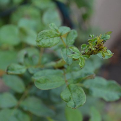 Review ปัญหาราน้ำค้าง แก้ไขด้วย 3 power