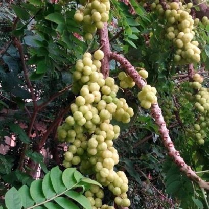 สูตรปุ๋ยสามสี  ไม้ผล