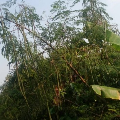 มะรุมดำฝักใหญ่ๆ ยาวเป็นฟุต ออกแน่น มาแล้วจร้า สูตร ปุ๋ย 3 สี