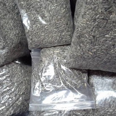 วิธีเพาะเมล็ดต้นอ่อนทานตะวัน สำหรับหน้าแล้ง ความชื้นในอากาศมีน้อย