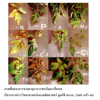 อาการขาดธาตุ ใกล้เคียงกับอาการเป็นเชื้อรา เป็นอย่างไร?