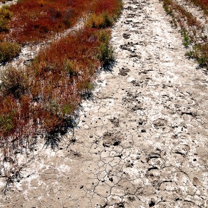 วิธีแก้ดินเค็มในระดับต่างๆ