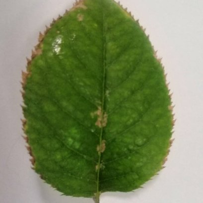 ทั้งๆที่รดน้ำทุกวันจนดินแฉะ แต่ขอบใบก็ยังไหม้จากการขาดน้ำได้?