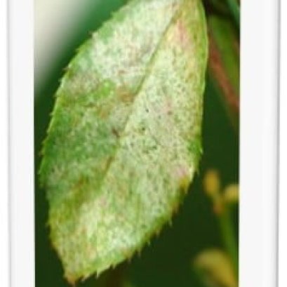 ปลายฝน ต้นหนาว เป็นหน้าระบาดของไรแดง