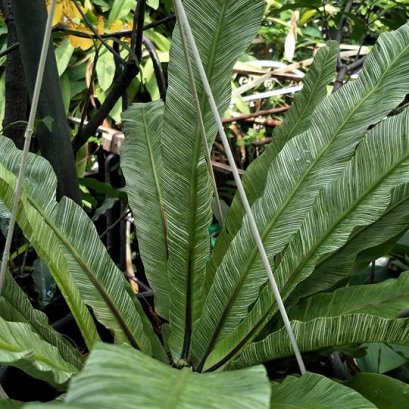 ทำไมใบไม้เป็นสีเขียว?