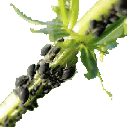 จุลินทรีย์ แอนตี้ เพลี้ย กำจัดเพลี้ยยังไงให้ปลอดภัยและได้ผลดี