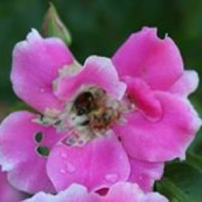 กุหลาบ ศัตรูพืช หนอน ด้วงกุหลาบ