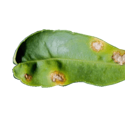 โรคพืชและแมลง ประจำตระกูล "มะนาว"