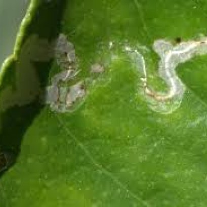 หนอนชอนใบ...ศัตรูพืชต้องห้ามในอียู