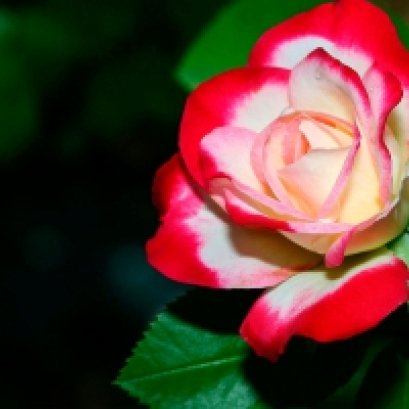 คำถามยอดฮิตสำหรับกุหลาบ