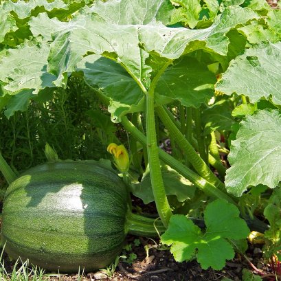 ป้องกันเปลือกแตก ป้องกันโรคไส้ล้ม ไส้เน่า โรคไส้กลวง  เนื้อแน่นกรอบ ขั้วเหนียว ลูกไม่ร่วง ได้โดย..