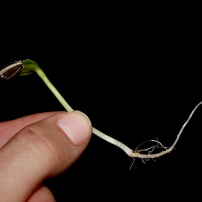 เทคนิคการเพาะเมล็ดต้นอ่อน