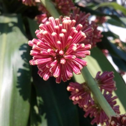 วาสนา ออกดอก มีวาสนา ดอกสวยๆ สีเข้มๆ ไฟน์เดย์เลยครับ