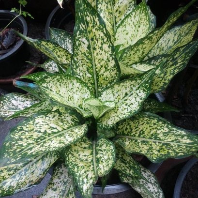 สูตรไม้ใบ ไม้ด่าง  ไฟน์เดย์