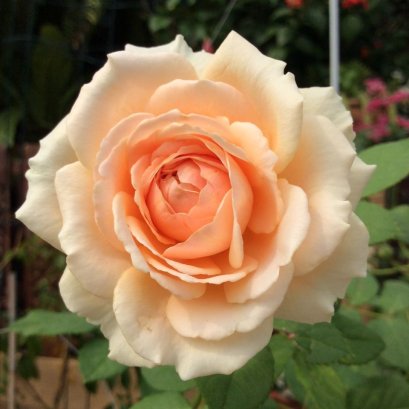 รีวิว กุหลาบ ปลอดสาร ไฟน์เดย์ ครับผม