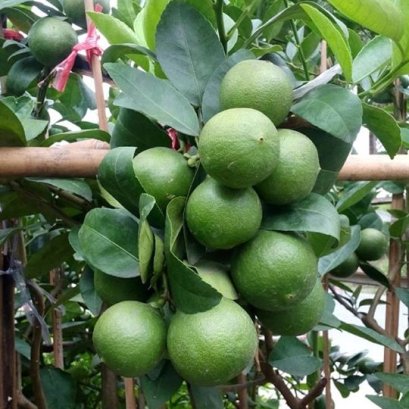 ต้นมะนาวลูกค้าคลอง 8 ใช้ ไวท์กลิตเตอร์กับแบล็คกลิตเตอร์