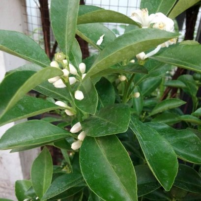 ส้มจี๊ด ส้มซ่า ก็ใช้ ไฟน์เดย์ ได้นะครับ