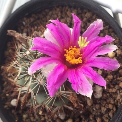 กระบองเพชร กับพิงค์กลิตเตอร์ รีวิวจากลูกค้าครับ