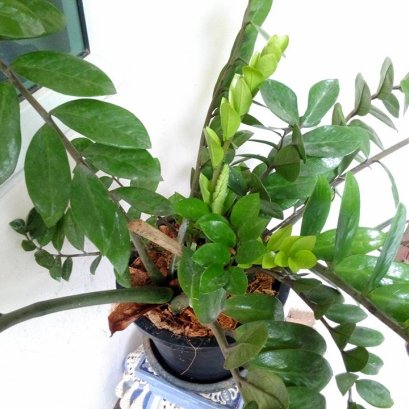 กวักมรกต ใบเข้ม เป็นมันเงา 